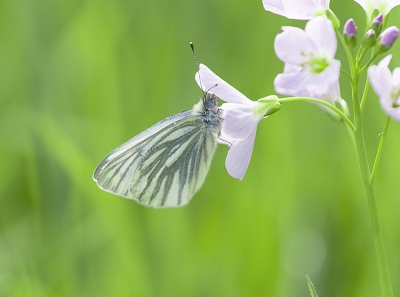 de vlinder seizoen begonnen is en de lente heelal het weer opgewarmd en uit