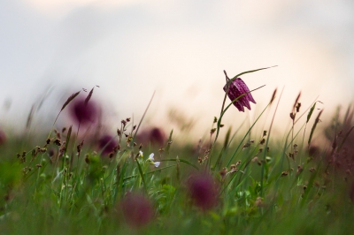 Even kwam de opkomende zon een beetje door de wolken aan de horizon. Plat in het gras liggend daar wat proberen van mee te nemen. Scherpgesteld op 1 bloem die iets boven de anderen uitstak.