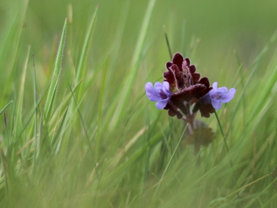 Op de grond liggend, gezocht naar de onscherpte van de grassprietjes in de voorgrond. "Wat kan 'onkruid' toch verbazingwekkend mooi zijn", dacht ik toen ik daar lag... :)