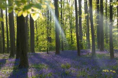 Een bijzondere ervaring het Hallerbos. Erg vroeg op om er bij zonsopkomst te zijn. Maar zeker de moeite waard.