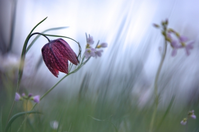 De laatste uit de serie kievitsbloemen. Er waren er al verschillende die over de top waren.