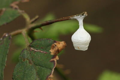 Ik vind het knap om deze mooie dingen te ontdekken en te fotograferen