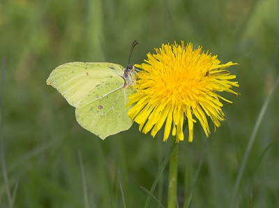 het weer van de afgelopen dagen heeft ons veel vlinder in de lucht gebracht