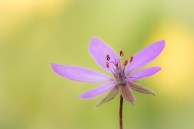 Deze Gewone reigersbek stond langs een dijk tussen de boterbloemen vanaf pittenzak genomen.