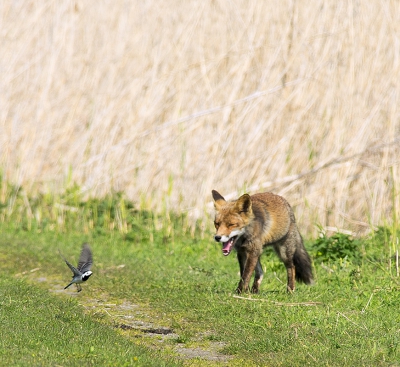 ochtend muting tussen vos en kwikstaart tijdens het zoeken naar prooi