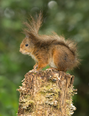 Het voordeel van regenachtig weer is dat je de dieren anders dan normaal kan bekijken, zo gebruikte deze eekhoorn zijn staart ook als paraplu.