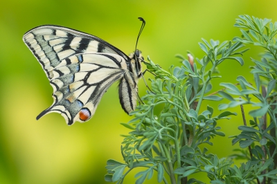 Bijna 2 weken vroeger als vorig jaar trof ik deze Koninginnenpage vorige week op een vroege morgen aan op een struik Wijnruit, een van de waardplanten van deze fraaie vlinder.V