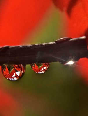 Dit is mijn tweede poging met de bewerking van deze foto. 

Nadat het de hele dag had geregend even naar buiten geweest om wat met macro te experimenteren. Dit beeld had ik al lang in gedachten. 

Ik hoor jullie mening graag.