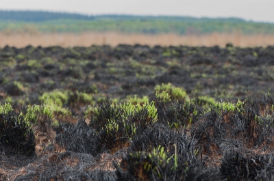 Voorzichtig herstel van de verbrande delen van de gras- en heidebegroeiing. Kakelvers groen komt tevoorschijn.