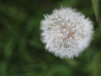 Even een paardenbloem van bovenaf geprobeerd. Ik heb weinig scherptediepte gebruikt om de achtergrond (lang gras) en de rest van de paardenbloem heel wazig te maken om zo een rustige sfeer te creren. Het gras was heel lang (ca. 50 cm) en zorgde zo voor onscherpe lijnen in de achtergrond.