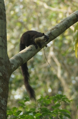 Deze grote eekhoornsoort kwamen we tegen tijdens een ochtendwandeling in de jungle. Deze is echt een flink maatje groter dan de Europese variant. Hij kan kop tot staart bijna 1 meter 20 lang worden toch is deze ook razend rap in de bomen. Heb er slechts 1 gezien, maar die bleef gelukkig net even zitten voor een foto.