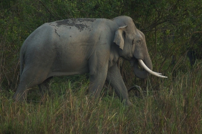 Het Kaziranga natuurpark is een van de belangrijkste bolwerken van de grootste landzoogdieren van India. O.a. de omvangrijkste neushoornpopulatie maar ook de Aziatische olifanten hebben er nog de ruimte in de graslanden langs de rivier. 
Tijdens de avondsafari kwam deze flinke jongen een groepje dames inspecteren in het hoge gras. Na een kwartiertje samen oplopen bleek er niks te halen voor hem en vertrok hij in het reuzengras een andere kant uit. Opvallend dat zulke grote dieren toch gemakkelijk uit het zicht verdwijnen.