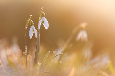 Het is al eventjes geleden maar wilde deze toch nog wel laten zien. Ik wist deze Sneeuwklokjes in de berm te staan en op een vroege morgen bij zonsopkomst gezorgd dat ik het 'gouden' licht in de foto mee kon nemen. Heel even duurt dat maar, daarna wordt de zon te fel en krijg je deze sfeer niet meer in je foto.