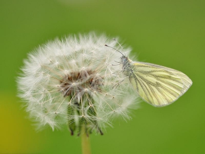 zat heel mooi op knie hoogte kon er mooi bij 
en met op statief gemaakt