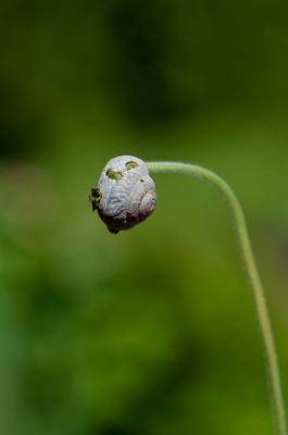 Een prachtig voorbeeld van "the circle of life", kwam ik tegen tijdens het onkruid wieden in de tuin.