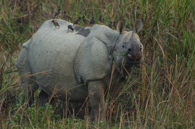 In het avondlicht zagen we deze flinke, wat prehistorisch aandoende, neushoorn rustig eten van het olifantsgras. De Indische spreeuwen pikten een graantje mee van de insecten om het dier heen. 
Kaziranga bezit de grootste populatie van deze bedreigde  dieren.