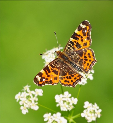 dit landkaartje zat heel mooi op hoogte waar ik goed bij kon.vanaf statief genomen.