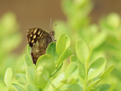 Kon dit zandoogje tamelijk dicht naderen met mijn 50 mm lens. Gefotografeerd op een buxus om zo een beter contrast te krijgen tussen het onopvallende vlindertje en de felgroene blaadjes. Bewust scherpgesteld op het kopje alleen om de nadruk erop te leggen.
