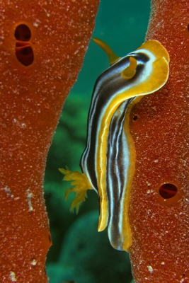 Foto gemaakt op een diepte van max. 8 meter bij een watertemperatuur van 22 graden.