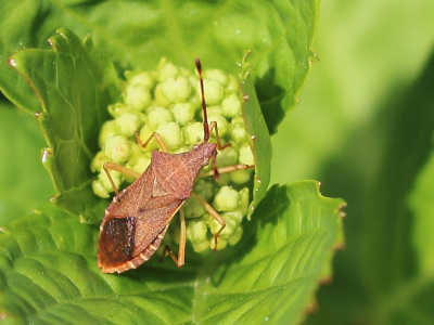 Ik was even de Hortensia aan het afspeuren op kleine insecten tot ik deze wants tegenkwam. Heb geprobeerd om het hele beestje scherp te krijgen.