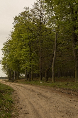 Het weer was een beetje grauw. Met statief gefotografeerd. Wel gezocht naar een bosrand met afwisselend bladeren  - stammen.