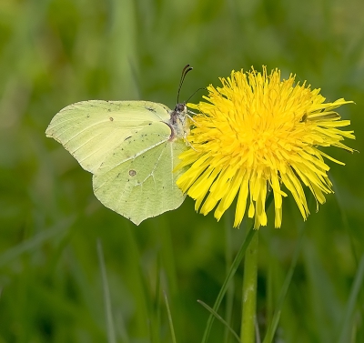 de Citronvlinder  moeilijk te schieten als de echte kleur die is geel groen maar soms ook een mooi tint krijgen