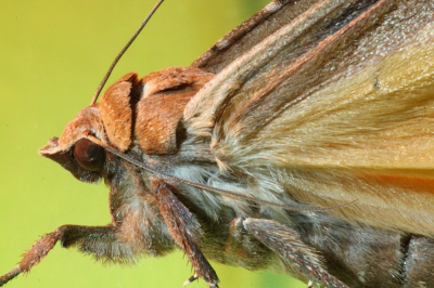 Tijdens het werken in de tuin een pop gevonden.
Deze binnen in een bloempot onder de grond gestopt.  2 weken gewacht en dit juweeltje kwam er uit.
na de fotosessie terug buiten gezet.