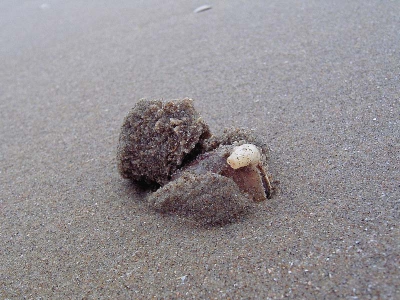 <i class='fa fa-user'></i>&nbsp;Boot&nbsp;| Tweekleppig schelpdier&nbsp; <i class='fa fa-eye'>&nbsp;193</i> &nbsp; <i class='fa fa-comment-o'>&nbsp;0</i>