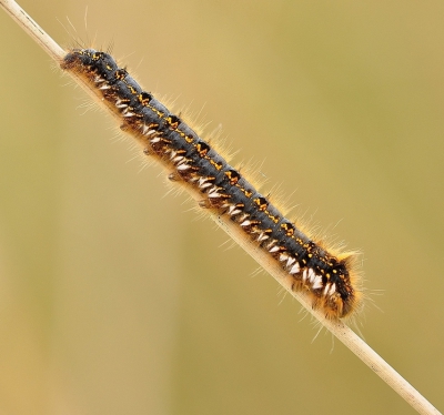 die dag was het mooi zonnig weer.en heb de foto gemaakt vanaf het statief.

De rups
rietvink (Euthrix potatoria)

Familie
spinners (LASIOCAMPIDAE)

Tot 75 mm; lichaam blauwachtig grijs op de rug, zwart op de flanken, overdekt met bleek roodachtig bruine haren; over de rug een dunbbele rij van kleine, zwarte haarbosjes; op de segmenten twee en elf een langere zwarte haarpenseel op het midden van de rug; boven de spiracula een brede band van oranje-rode vlekken, onder de spiracula een rij witte haarbosjes en roodachtige vlekken; kop zwart met roodachtige tekening.