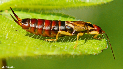 Het was lichtbewolkt en uit de hand gefotografeerd in een verwilderd gebied in de Schiedamse polder.