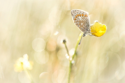 Ik had nog geen Icarusjes gezien deze lente. Mooie omstandigheden vanmorgen (fris en nagenoeg geen wind), dus vroeg op en een gebiedje opgezocht ze andere jaren redelijk veel voorkwamen. Deze gevonden op een boterbloempje en met tegenlicht deze foto gemaakt waarin ik vooral de omgeving ook mee wil laten doen. Omdat je de vlinder zo van de schaduwzijde benadert deze iets opgelicht met zonlicht via een spiegeltje.