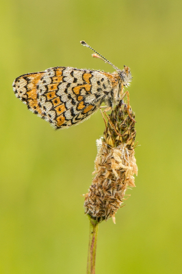 Dit toont goed de verzopen staat waarin ik de meeste vlinders in de ochtend aantrof. Volgens een lokale fotograaf was het ter plekke bijna de hele nacht blijven regenen, voeg daar nog ochtenddauw bij en je hebt dit als resultaat.