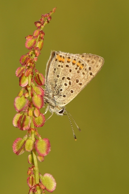 Vanmorgen van de windstilte gebruik gemaakt om nogmaals een bezoek te brengen aan de bruine vuurvlinders. Ondanks het slechte weer en de fikse hagelbuien van vorige week er toch nog een aantal kunnen vinden.