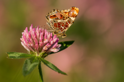 Gisterochtend vroeg eerst op zoek naar juffers en libellen. Zag ook nog dit Landkaartje op rode klaver dat omdat het nog fris was mij even tijd gaf om er een paar foto's van te maken.