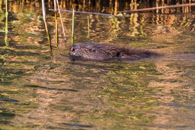 Gister avond, in het laatste zonnetje, kwam deze bever voorbij zwemmen.
Vanuit de hand.