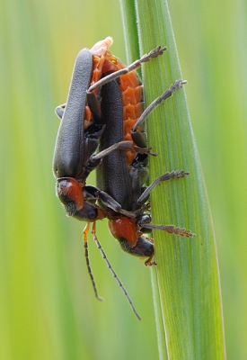 Toen ik op zoek was naar bruine vuurvlinders, zag ik deze twee torren in het gras zitten. Wel leuk voor een foto, dacht ik.