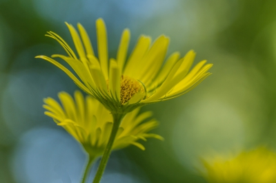 Deze bloem stond aan de kant van de weg in tegenlicht gefotografeerd