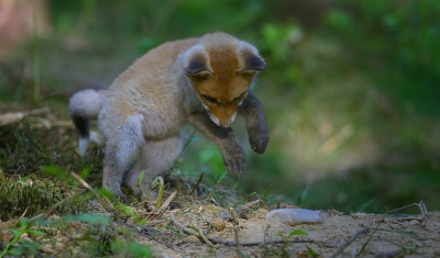 De eerste avond bij de vossenburcht heeft al leuke foto's opgeleverd zoals deze jonge vos die bezig is met het oefenen van zijn springtechniek op een konijnenpoot. Een goede voorbreiding is hierbij wel nodig.
Meer vossenfoto's van gisteravond op mijn website onder Fauna.