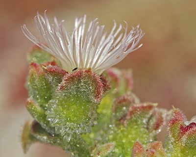 Volop als (ik zeg het maar even plat) onkruid aanwezig. Een plantje oorspronkelijk uit zuid west afrika en de kaap. Komt verwilder voor op de Canarische eilanden. Een plant die veel vocht op kan nemen. Door het hoge nitraat gehalte wat dit plantje produceert in de grond zorgt ervoor dat concurrerende  planten weinig kans hebben. Ondanks dat blijft het wel een fotogeniek plantje. Foto uit de hand, volle zon