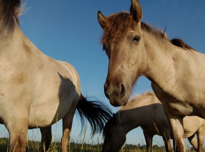 "Wild" zijn ze geenszins. Wilde paarden zijn allang uitgestorven. Zelfs de uitgezette Przewalski's in Mongoli kunnen met geen mogelijkheid wild genoemd worden na 13 generaties in dierentuinen te hebben overleefd. (Semi-)domesticatie heeft al binnen 1 generatie onomkeerbaar effect.
Maar ZELFREDZAAM zijn ze nog wel, en dt vooral is interessant voor mij tesamen met alle effecten die ze in hun leefomgeving aanbrengen.