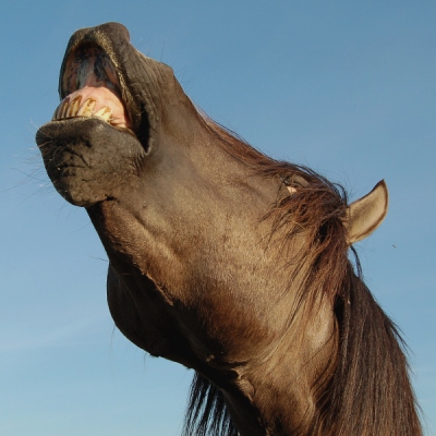 Het gedrag wat de standhengst hier doet heet "flehmen". Verfijnde geurnuances worden zo waargenomen via het orgaan van Jacobson. Dat kan van alles zijn, lang niet altijd de geur van een hengstige merrie al is het daar het meest bekend door. Mensen hebben trouwens ook een orgaan v. Jacobson... een kleintje ;)