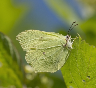 vandaag was ideaal dag voor foto's maken is mijn geluk een foto toe maken van het  citronvlinder