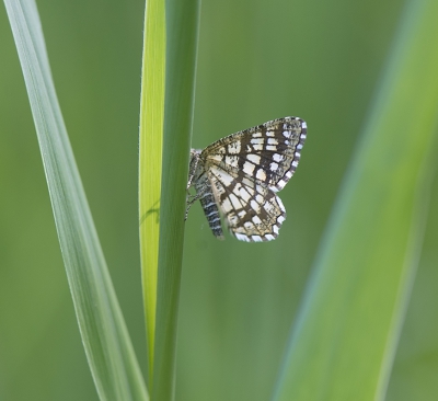 kleine vlinder maar meet strepen en vlekken heel mooi