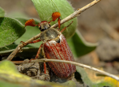 De foto is gemaakt met de macrostand van een Fujufilm XS-1 camera.
De kever lag op de grond.