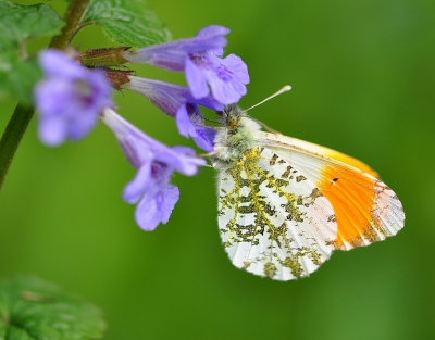 was een heel mooie zonnige dag heb de foto vanaf statief genomen en moest diep door m,n knie,en.
