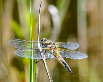 Op zoek naar Viervlekken die in het vijvertje in de Duintuin zijn uitgeslopen. Deze dame bleef even zitten.
Vanaf statief, D800, AF-S Nikkor 300mm f/4 + TC-14E II, 1/500s, /8, iso:400