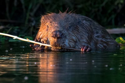 Van de week nog een keer terug geweest op de plaats waar ik vorige beek de bever tegen kwam. Nu voorzicht met de kano er langs gevaren. Wat me opvalt is dat je erg goed in de gaten gehouden wordt, maar zolang ze niet schrikken blijven ze gewoon doorgaan waar ze mee bezig zijn.
Bij onverwachte gebeurtenissen ,zo als wandelaars op de kant, zijn ze zo met een grote klap van hun staart vetrokken.vetrokken met