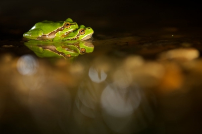 Een 2-tal weken geleden een leuke plek bezocht in Frankrijk waar het vol zat met boomkikkers. 's Nachts verschillende paartjes in amplexus gezien en gefotografeerd.