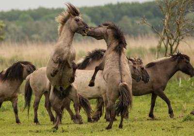 Tijdens de workshop natuurfotografie in de Oostvaardersplassen kwamen we verschillende kuddes Konik paarden tegen. De jonge hengsten maakten de nodige amok wat voor mooie foto-momenten zorgde.