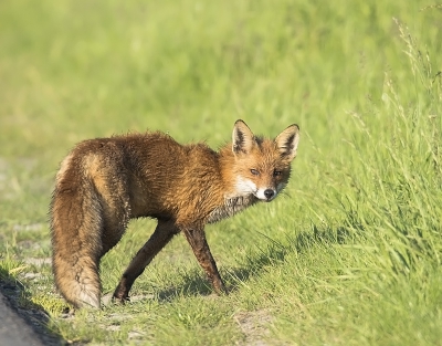 vandaag vroeg in de ochtend op mijn weg naar het park verbaasde me vos lang de weg eten te zoeken